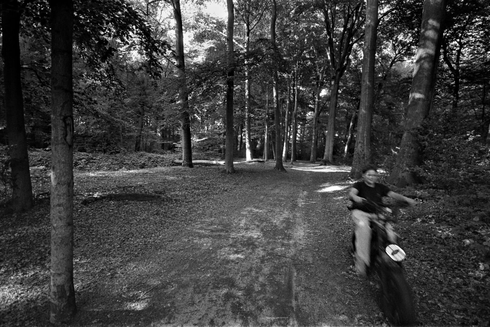 Het bos bij klooster Ter Apel Westerwolde