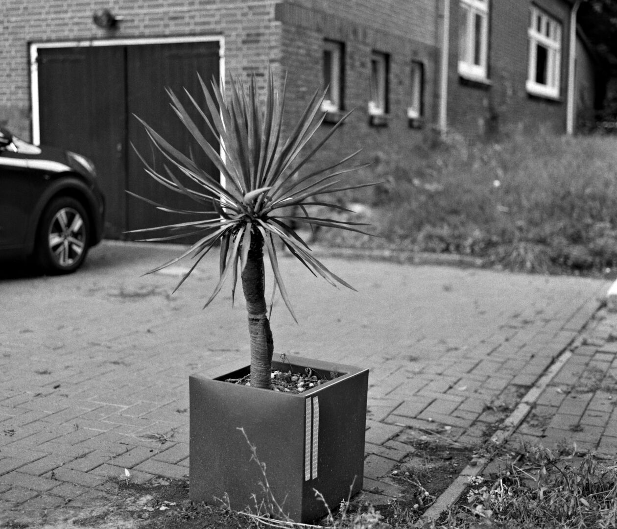 Sellingen Westerwolde Potplant