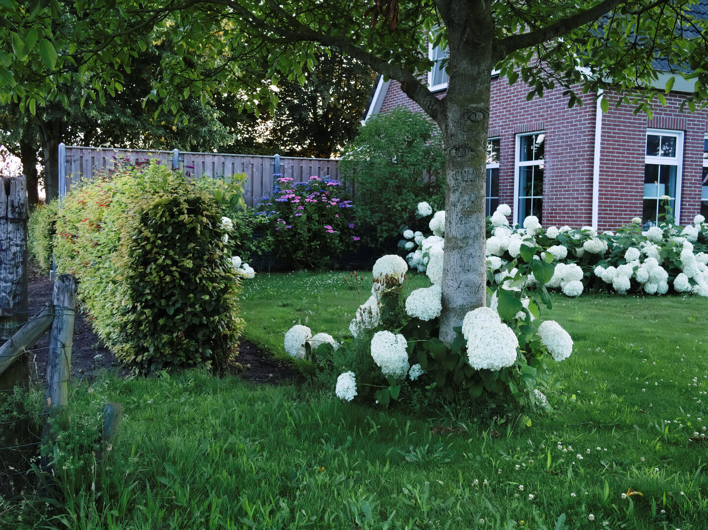 Veelerveen Westerwolde Strakke tuin