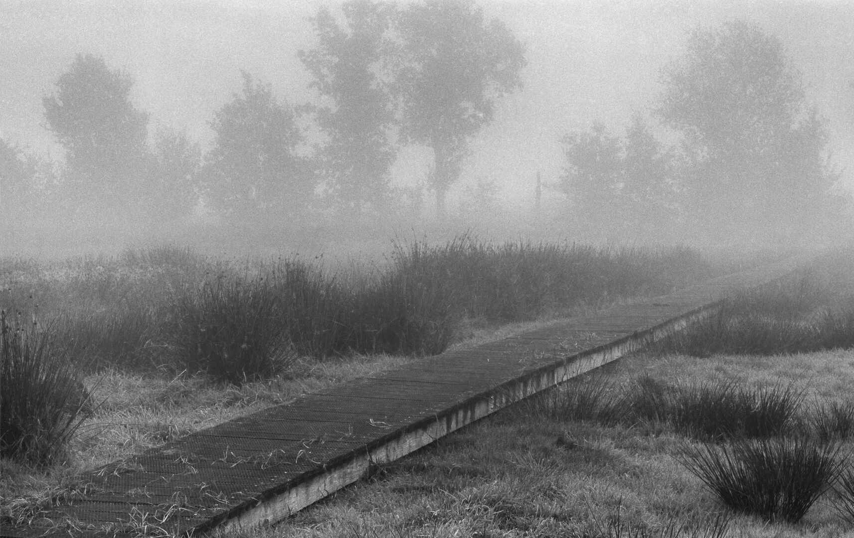 Slangenborg Sellingen Westerwolde Vlonderpad in de mist