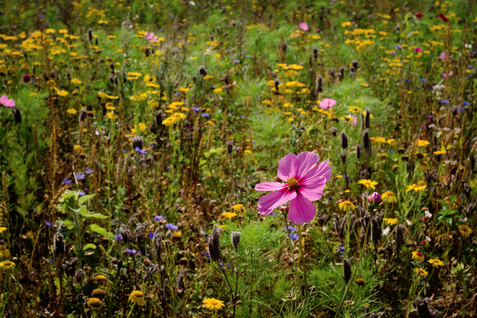 Flower meadow