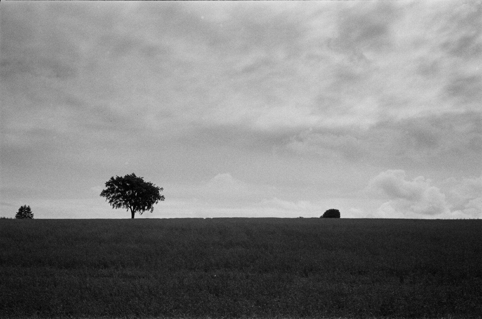 Tree line