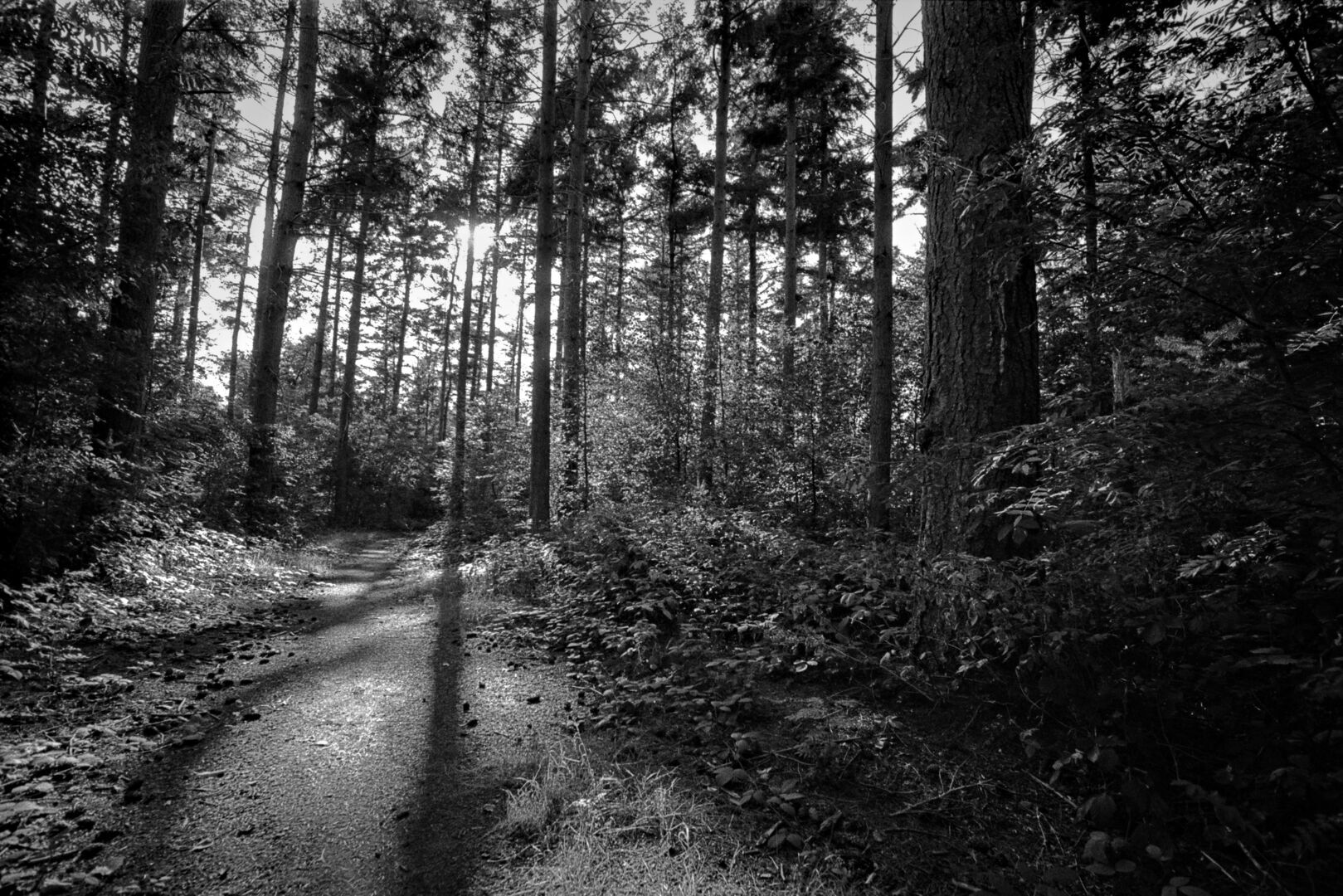 Bospad Ter Apel Westerwolde