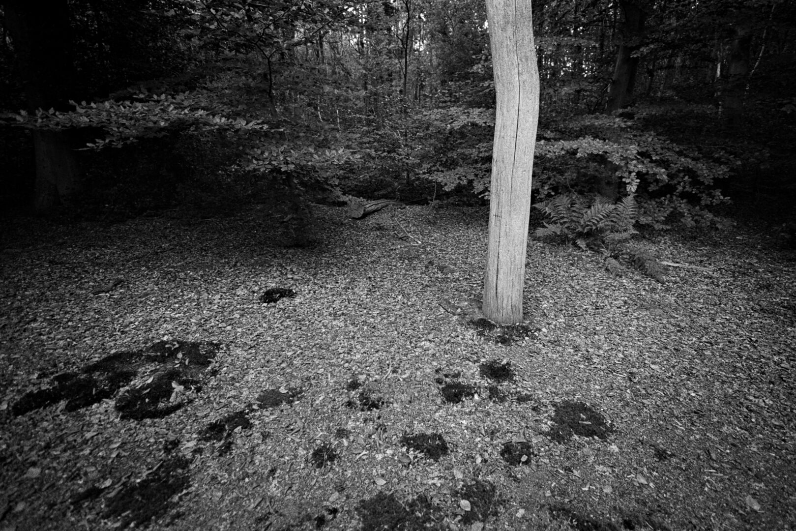 Dode boom Ter Apel Westerwolde