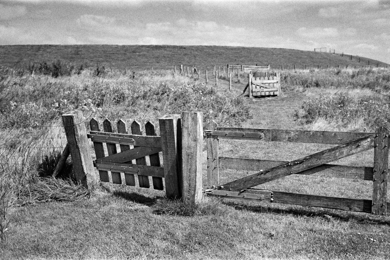Hekken Termuntenzijl Groningen