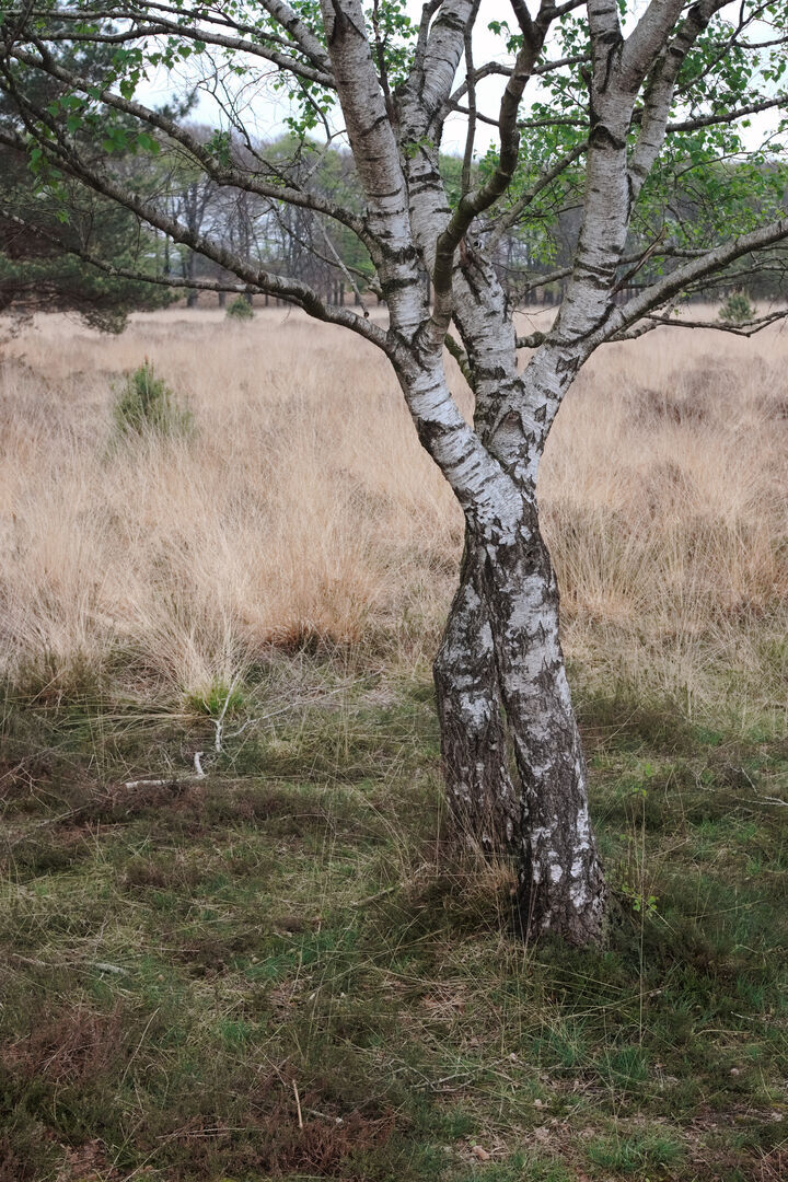 Nieuw Reemsterveld Planken Wambuis Ede Gelderland Verstrengeld