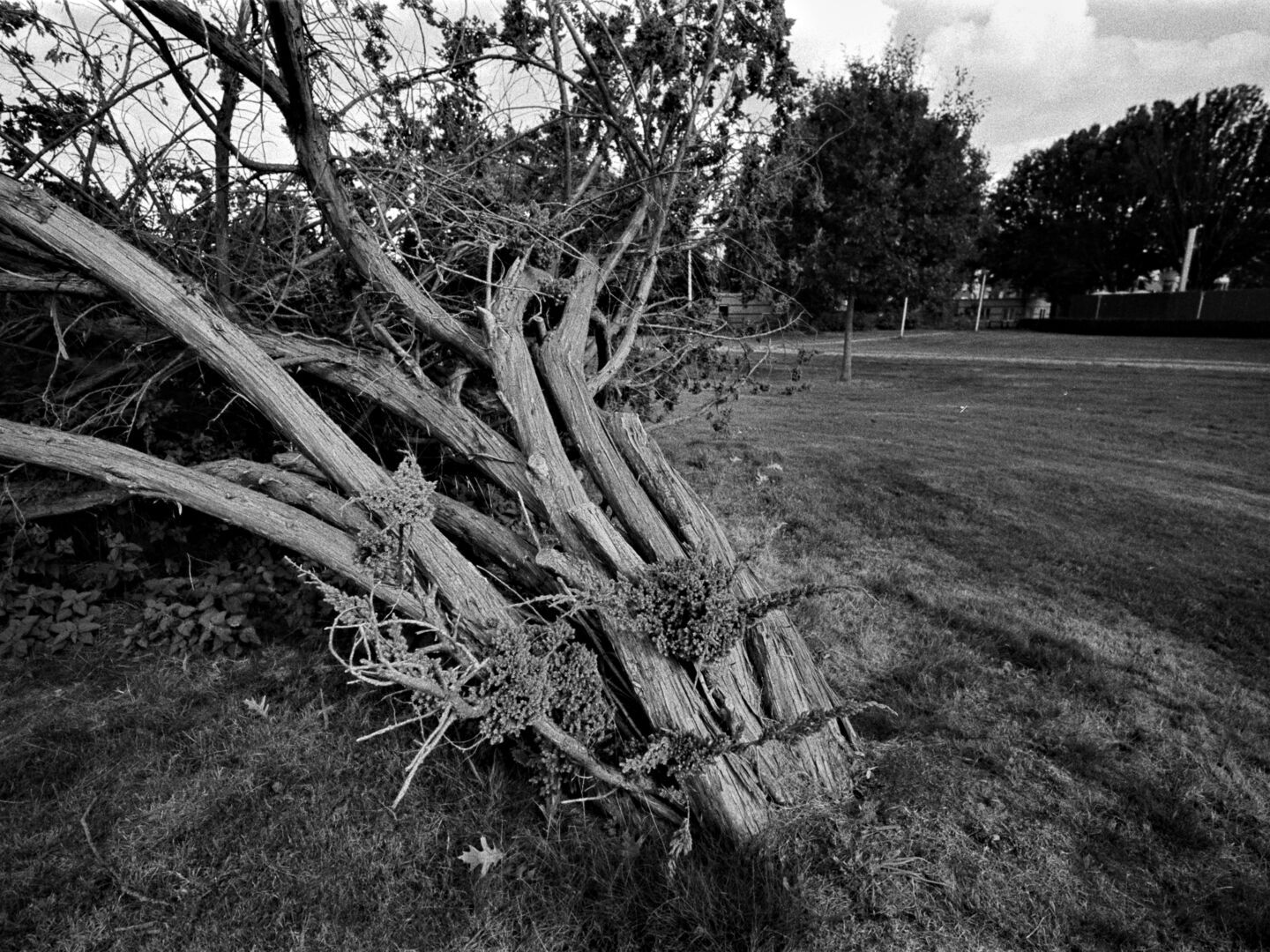 Omgewaaide struik Ter Apel Westerwolde