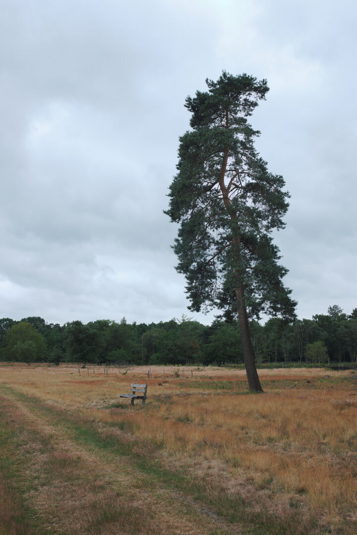 Sellingen Rugdekking