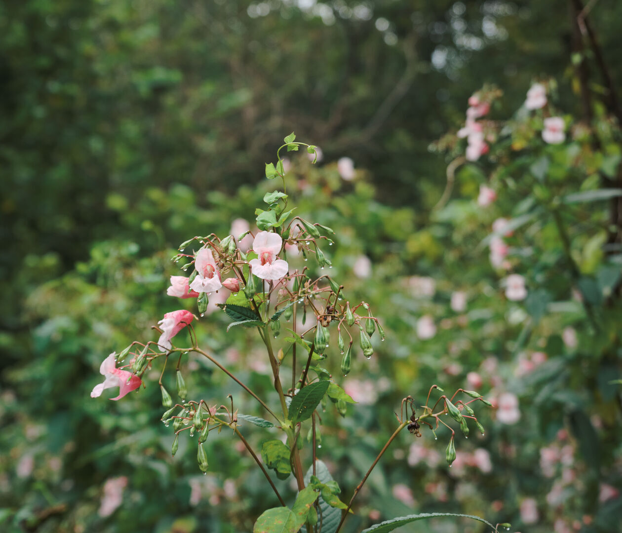Springbalsemien Bos Veendiep Rederbrug Westerwolde