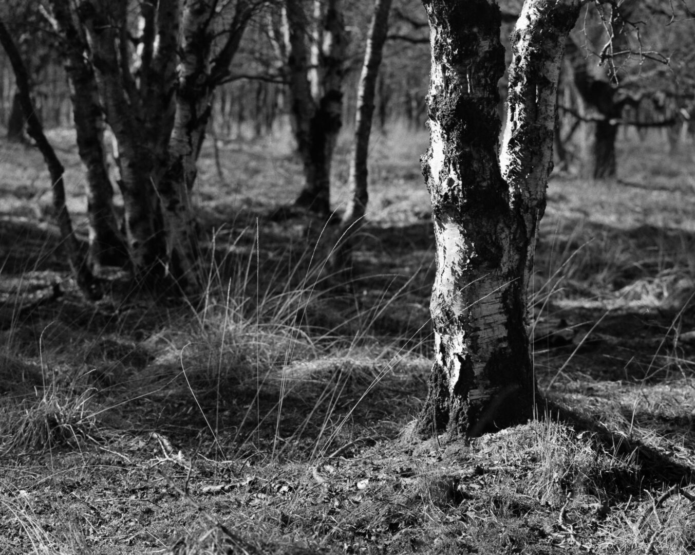 Ter Borg Westerwolde Trunk