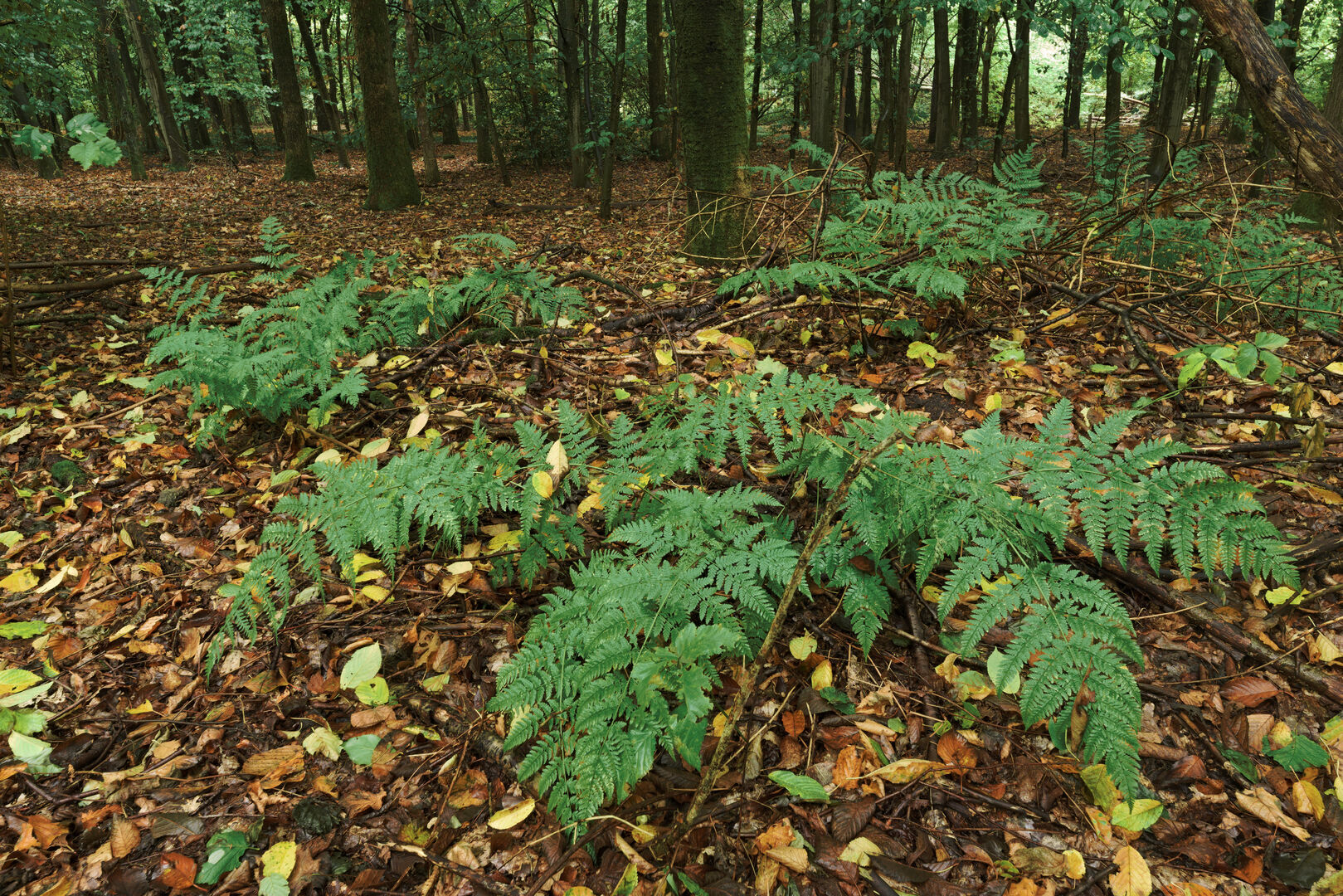 Varens Bos Veendiep Rederbrug Westerwolde
