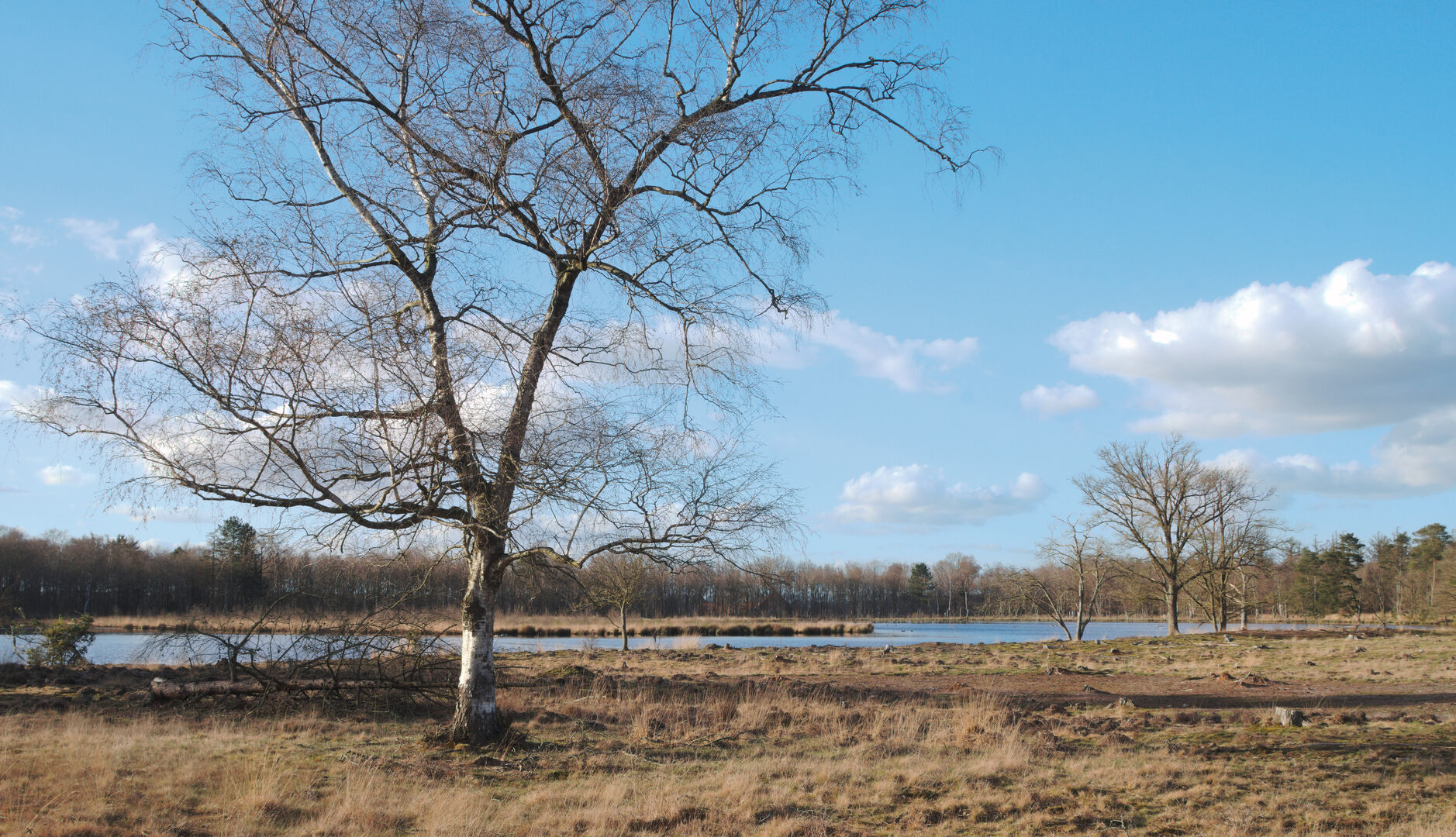 Berk bij vennetje Ter Borg Westerwolde