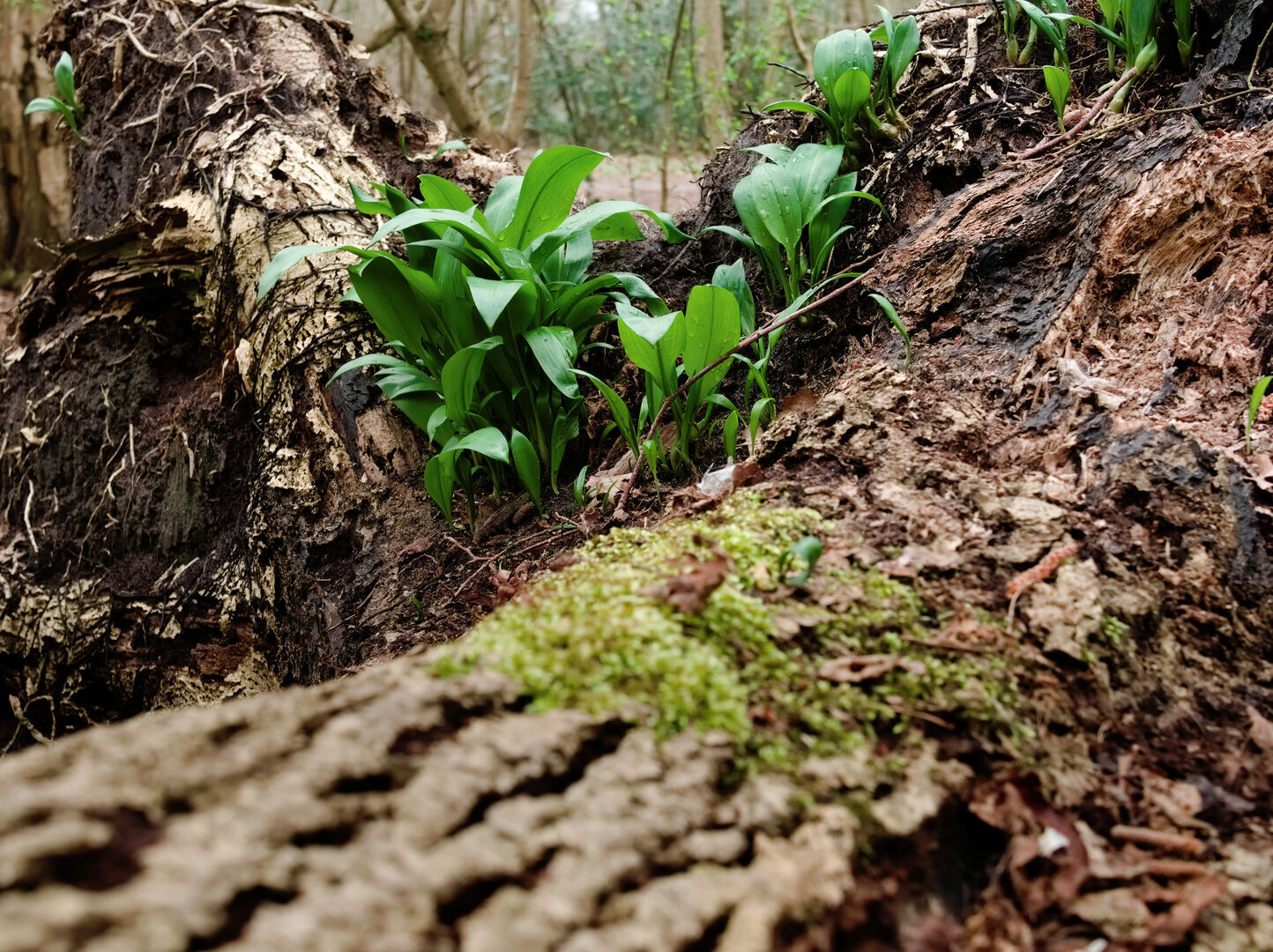 Daslook op omgevallen boom Stadskanaal