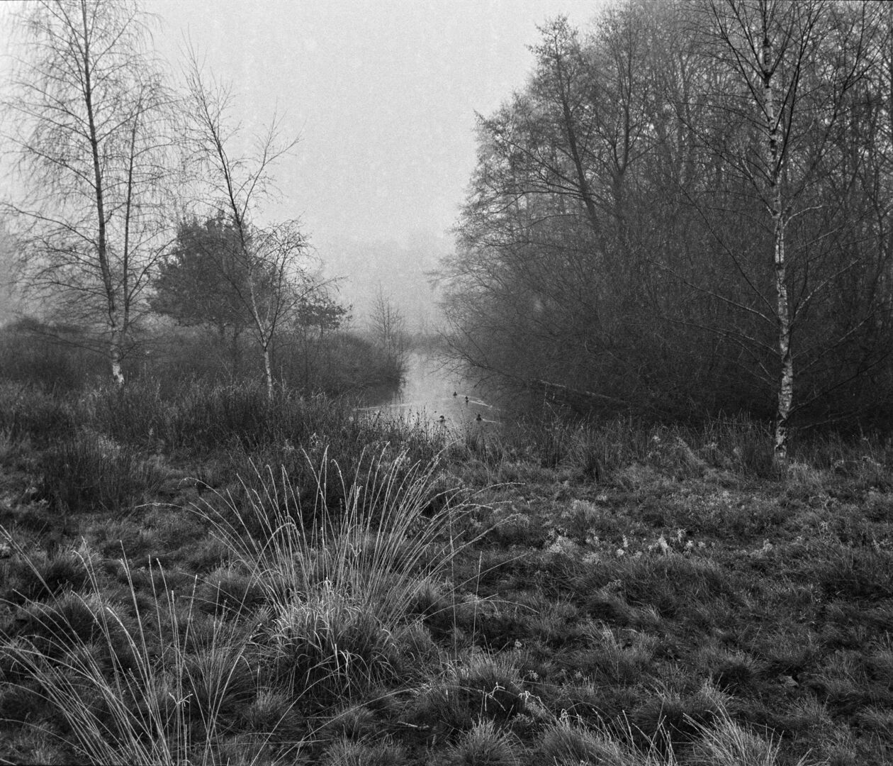 Eenden in de winter Dennenweg Sellingen Westerwolde