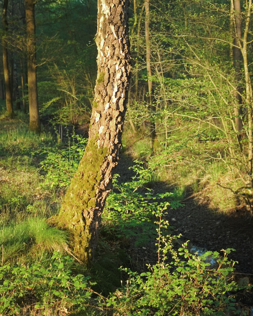 Exel Gelderland Avondzon op berkenstam