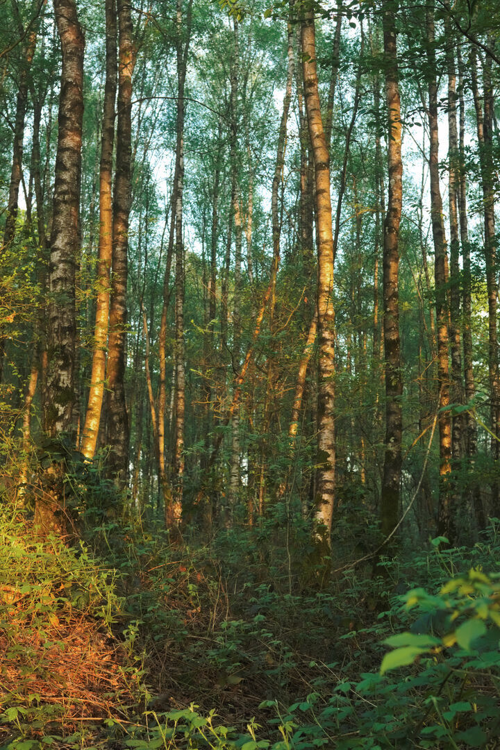 Exel Gelderland Berkenbos