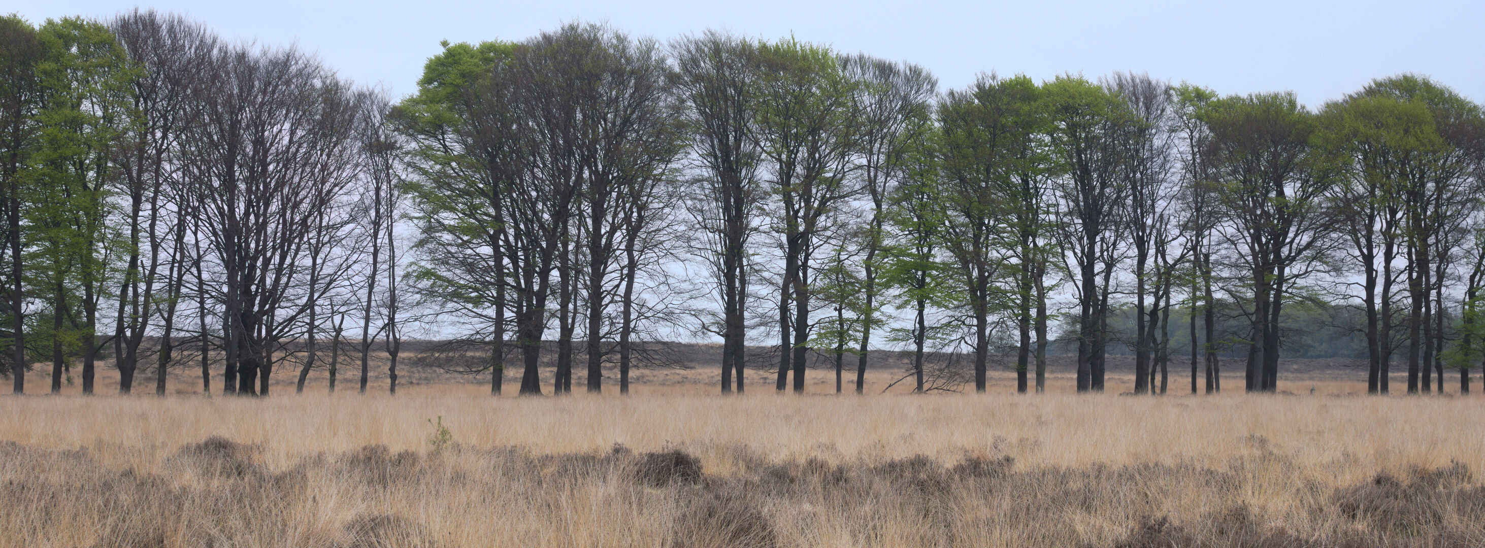 Nieuw Reemsterveld Planken Wambuis Ede Gelderland Een rij bomen