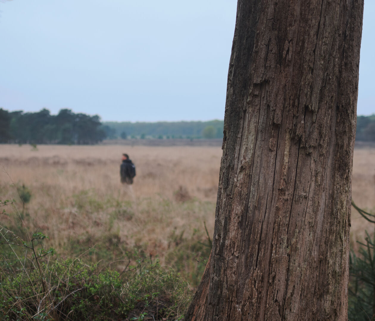 Oud-Reemsterhei Planken Wambuis Ede Gelderland.Uitzicht over de heide