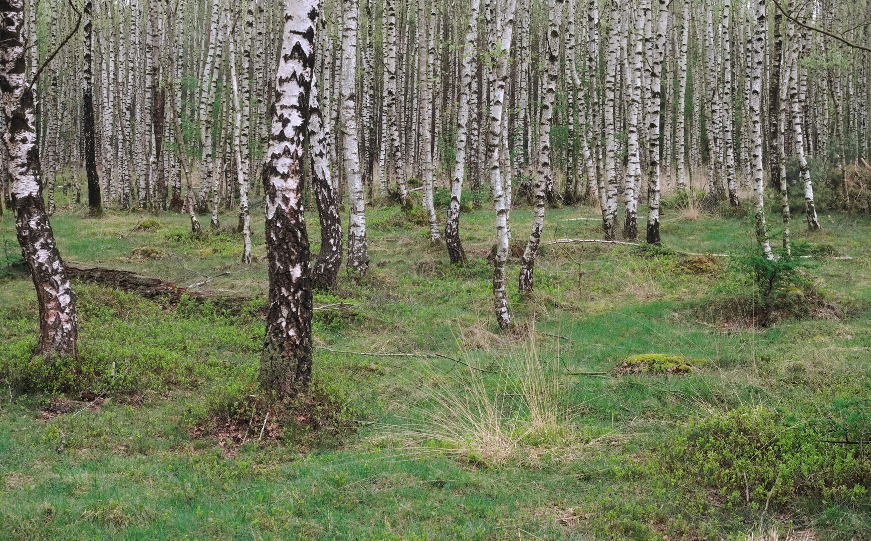 Planken Wambuis Ede Gelderland Berkenbos