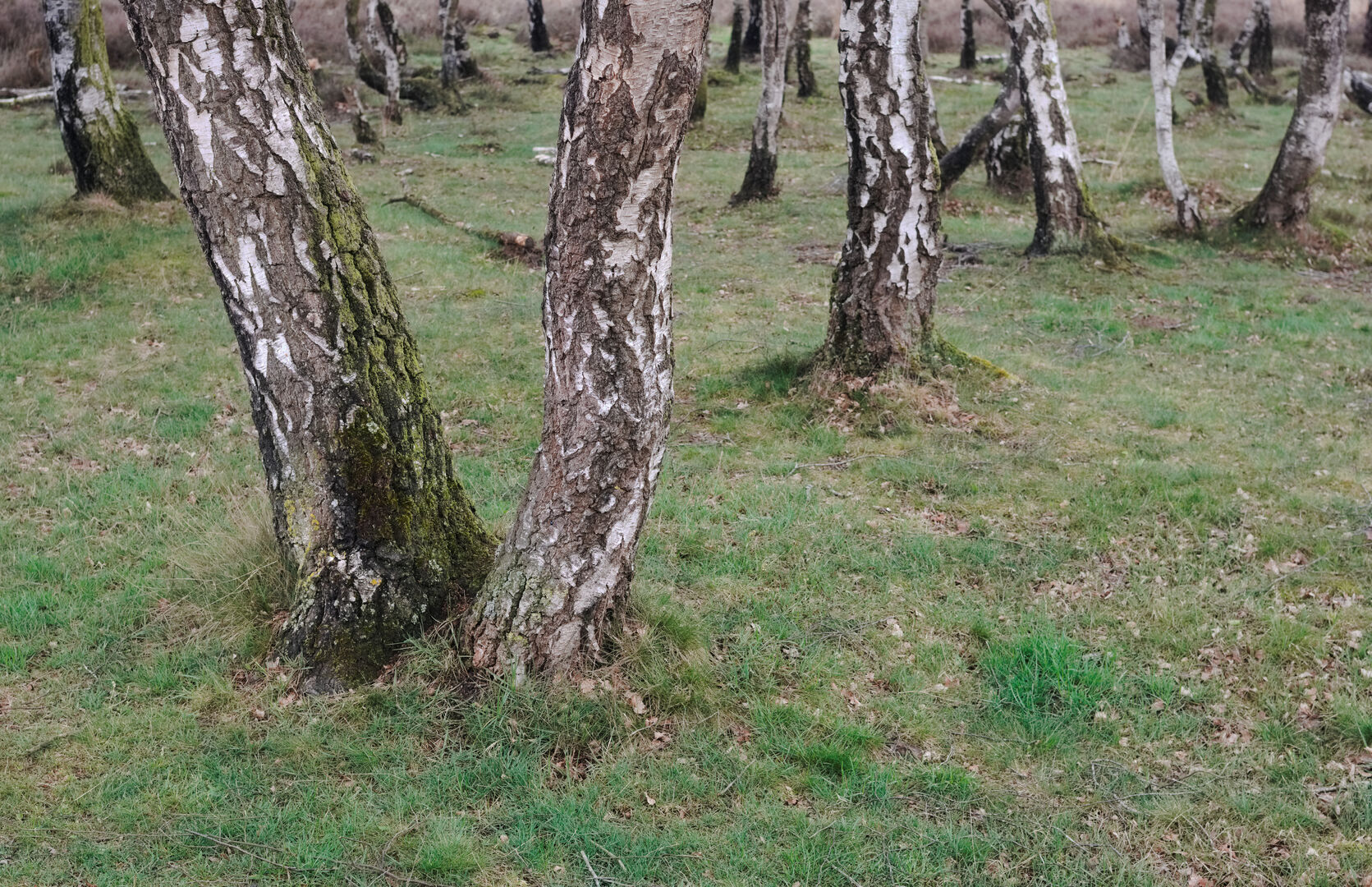Planken Wambuis Ede Gelderland Berkenveld
