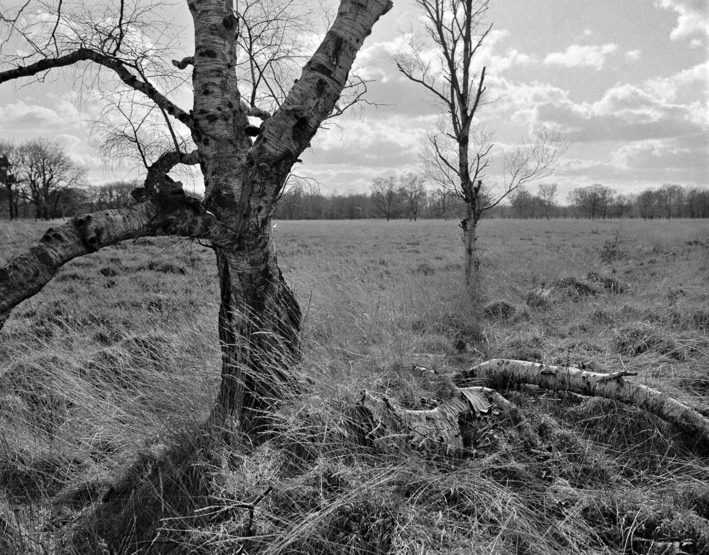 Ter Borg Westerwolde Berk in open veld
