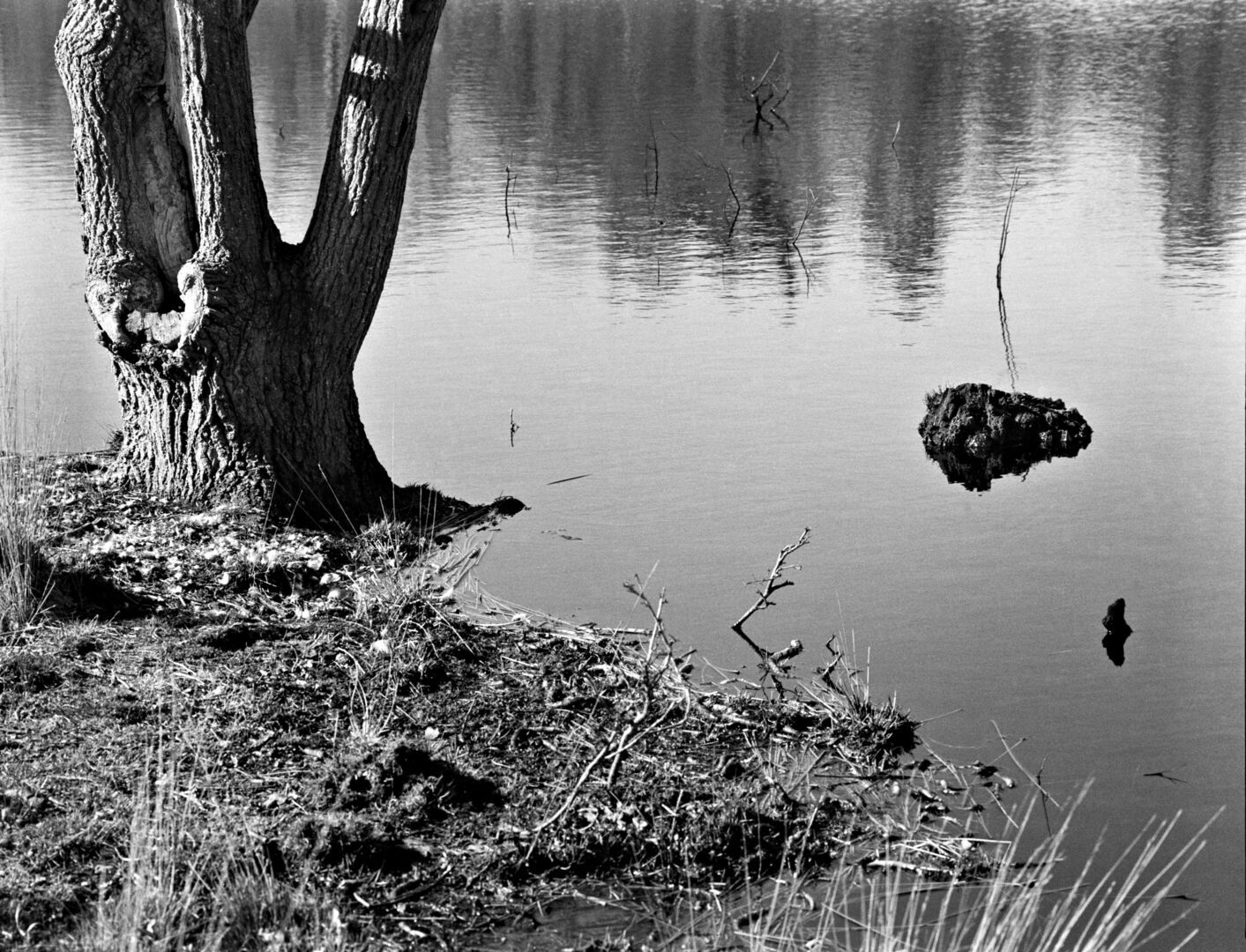 Ter Borg Westerwolde Tree at the lake