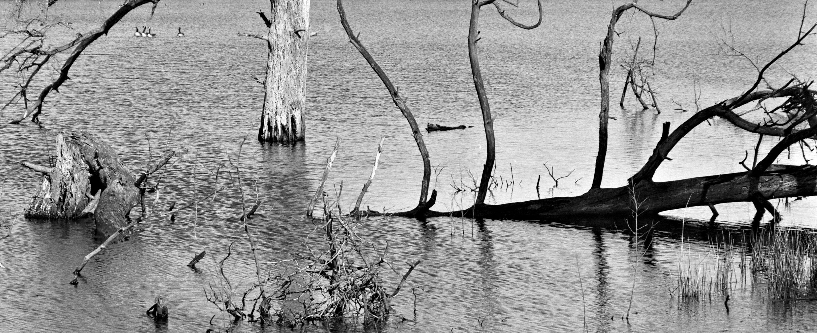 Ter Borg Westerwolde Trees in water