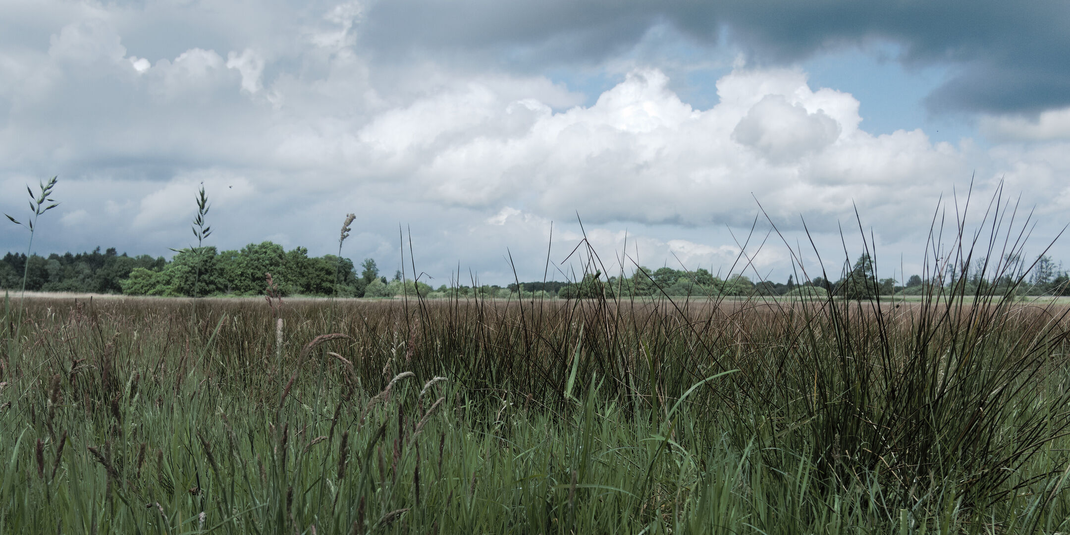 Ter Wupping Westerwolde Grasland