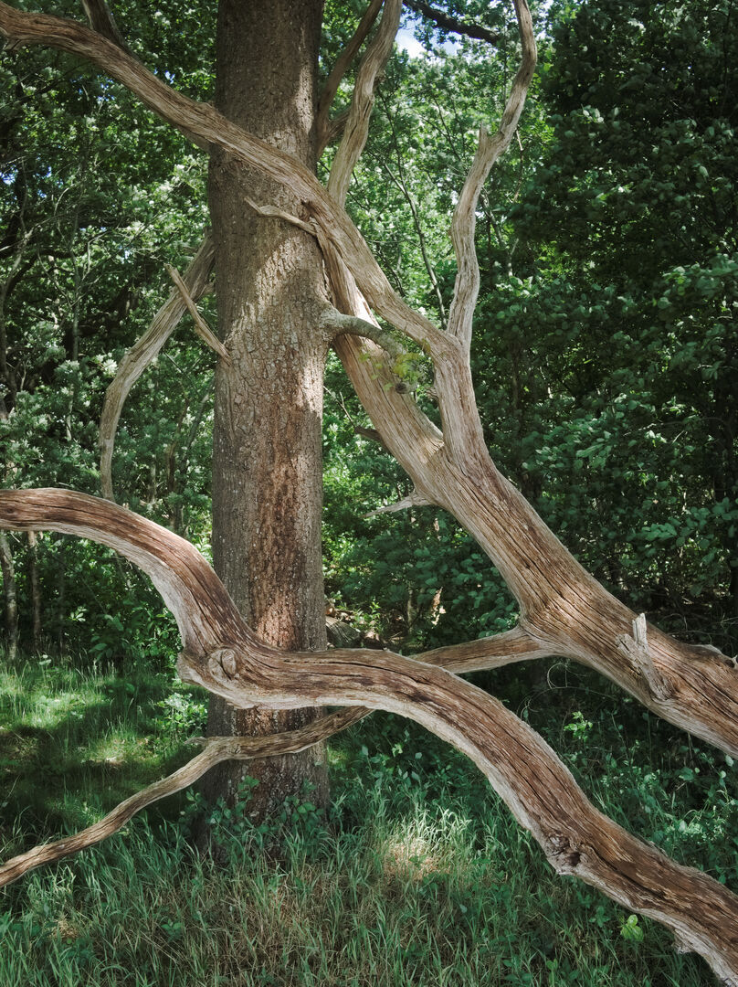 Ter Wupping Westerwolde Tree hugging
