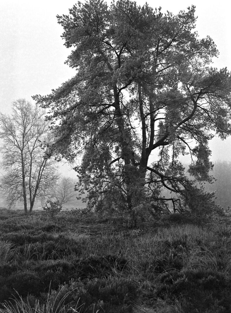 Vliegden Dennenweg Sellingen Westerwolde