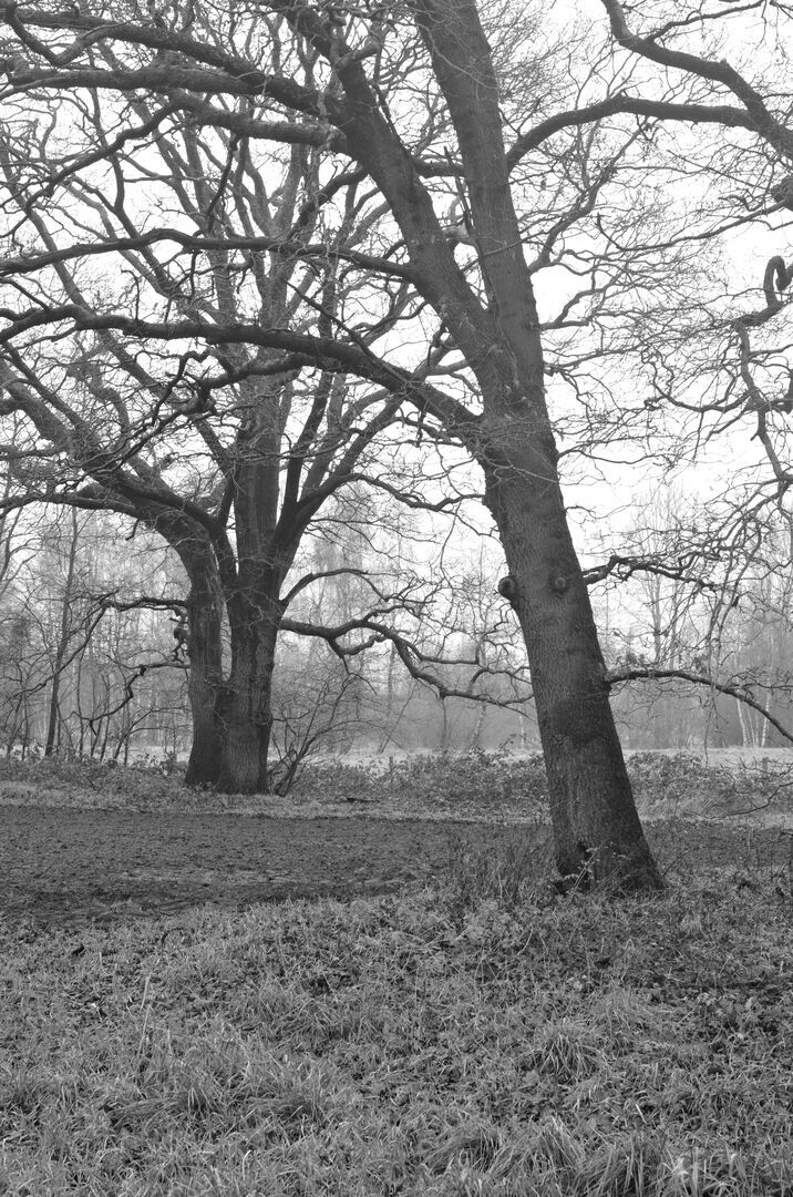 Wollinghuizen Westerwolde Een mistige ochtend in de winter