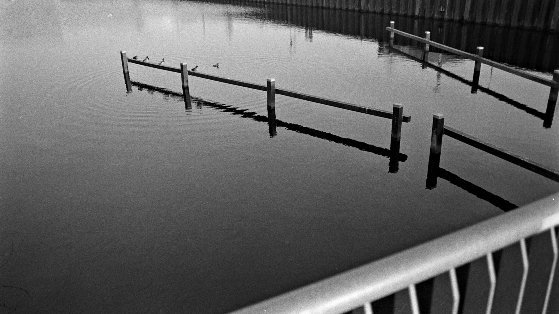 Assen Four ducks on the fence and one duck swimming