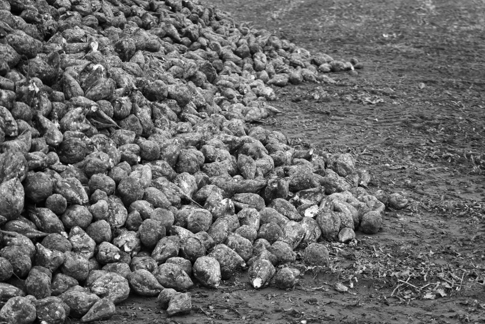 Bieten Sellingen Westerwolde