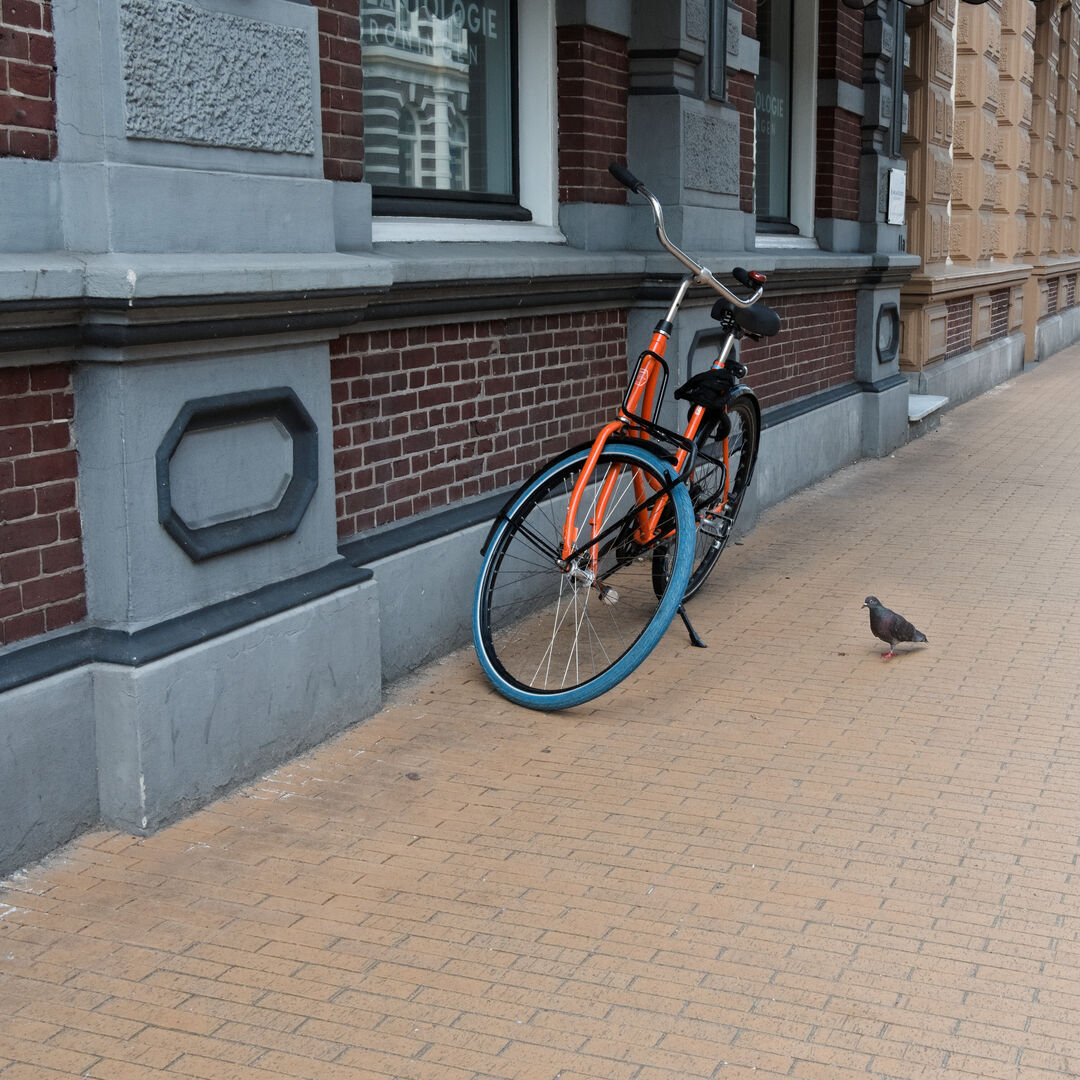 Groningen A bike and a pigeon