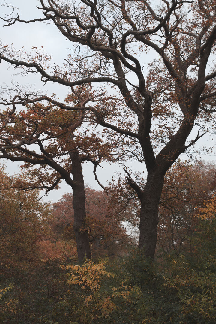 Herfst Sellingen Westerwolde