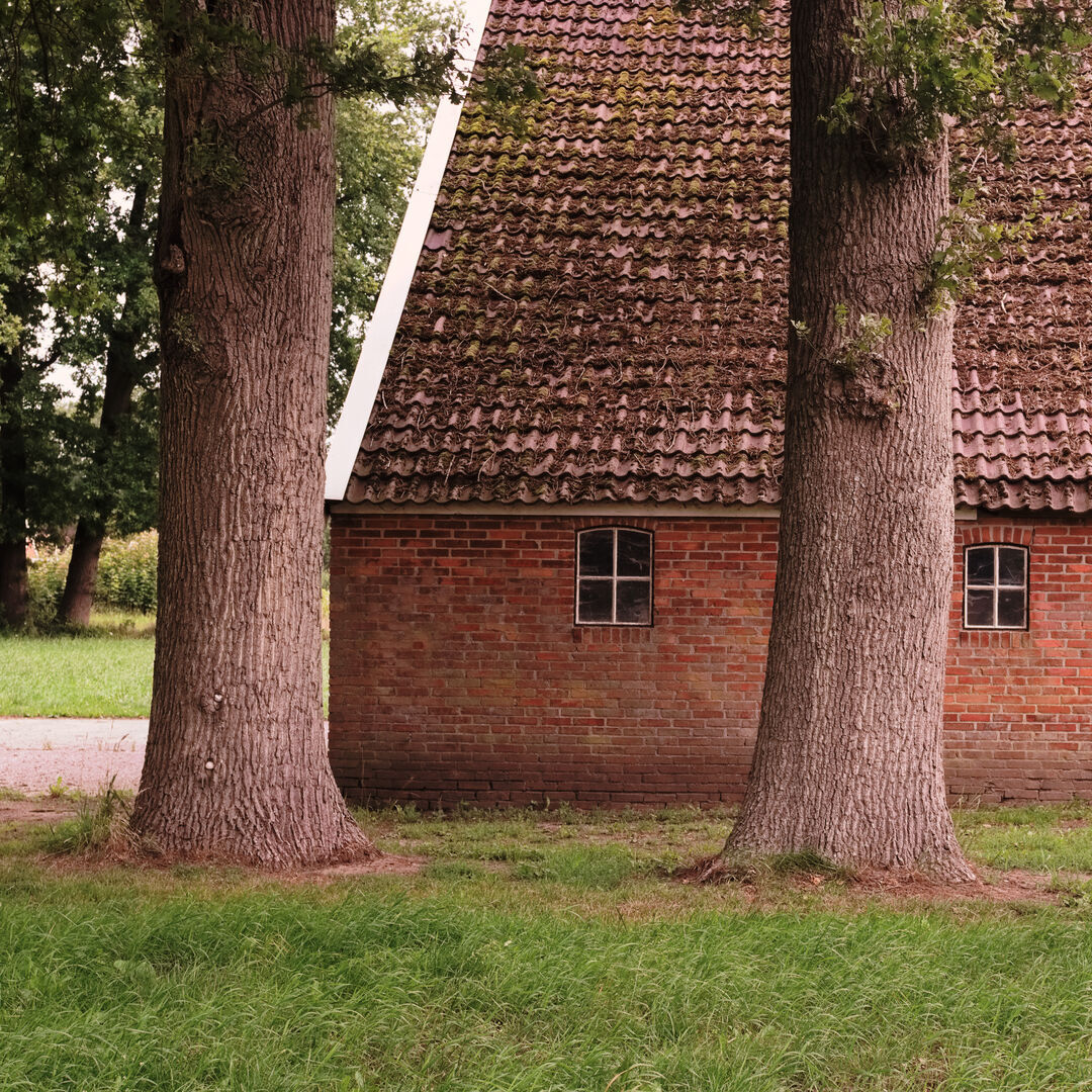Renneborg Westerwolde Two trees and a barn