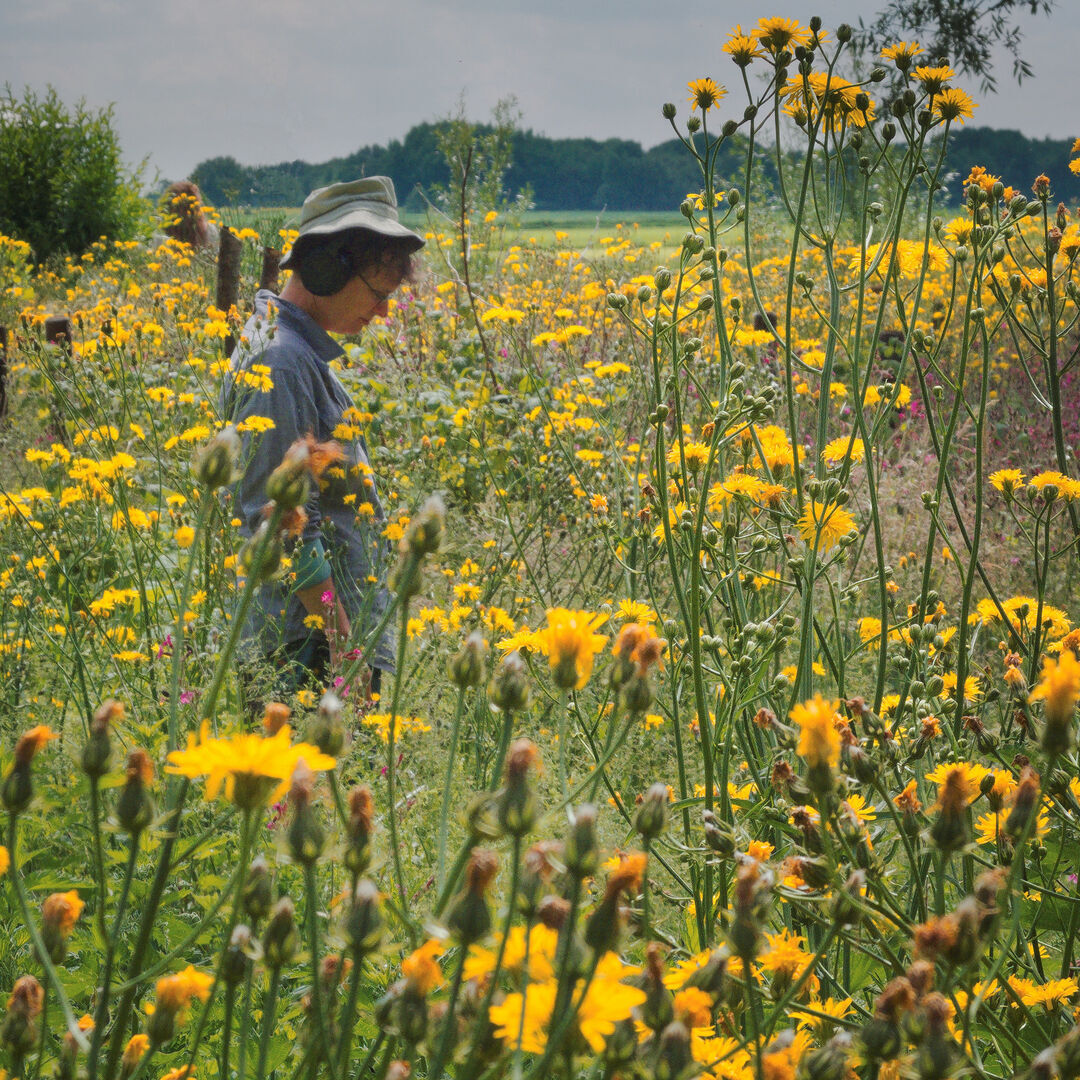 Meadow