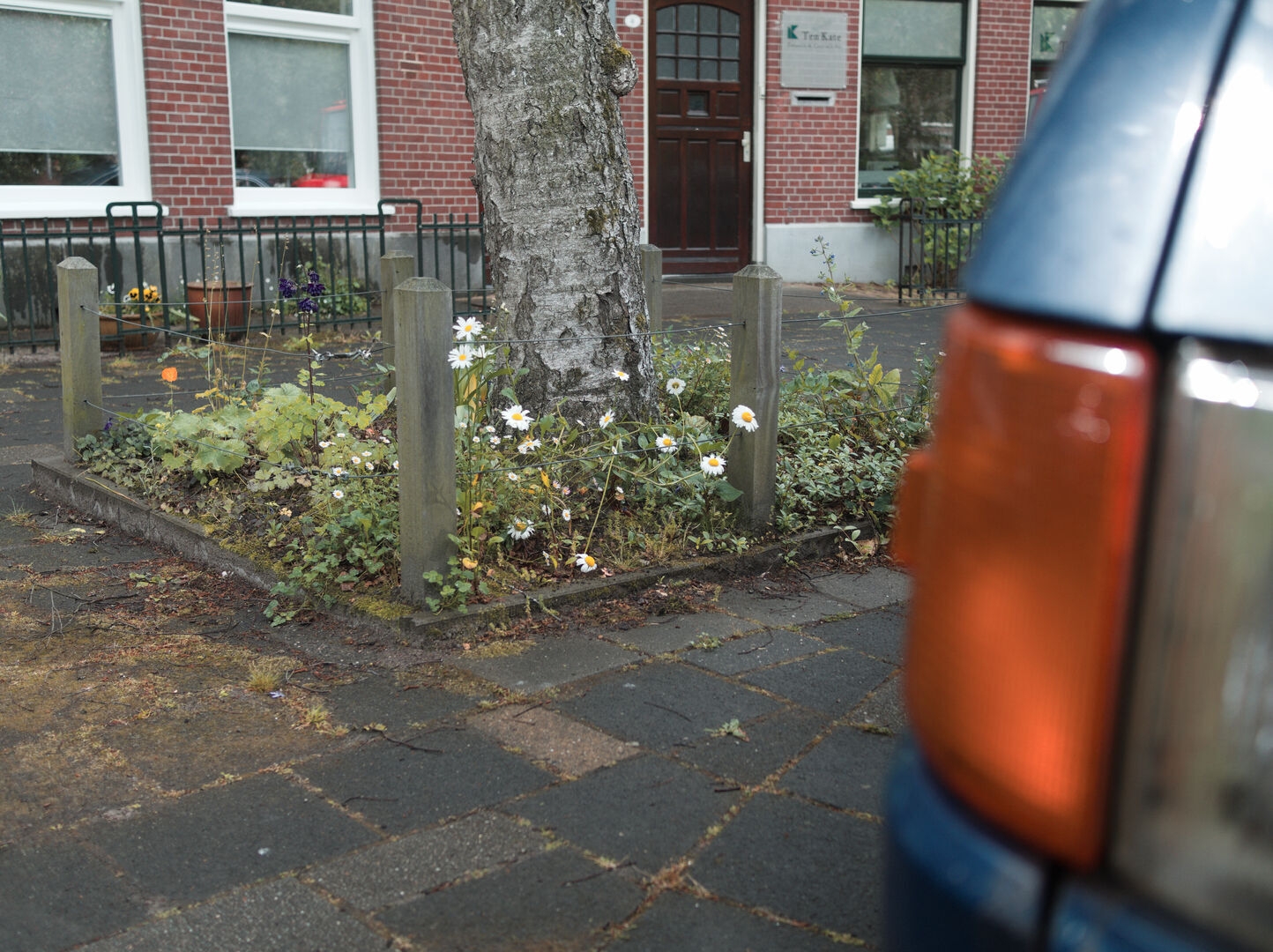 2025-05-27 Groningen Guerrilla gardening
