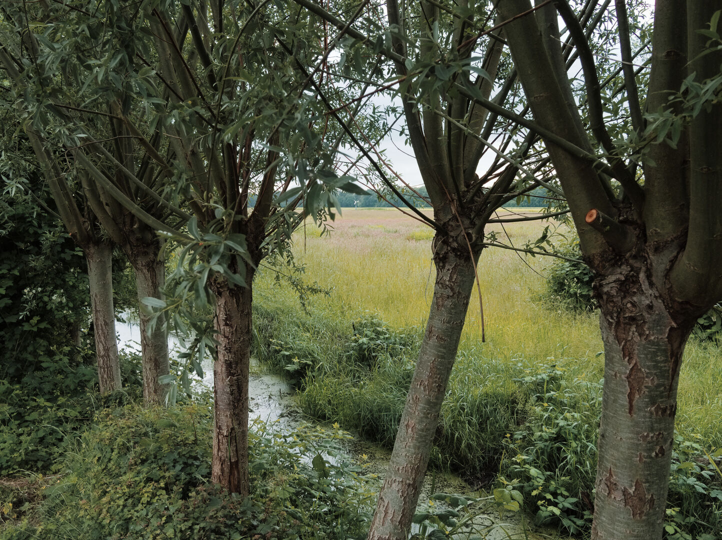 2025-06-04 Uitzicht vanuit groentetuin