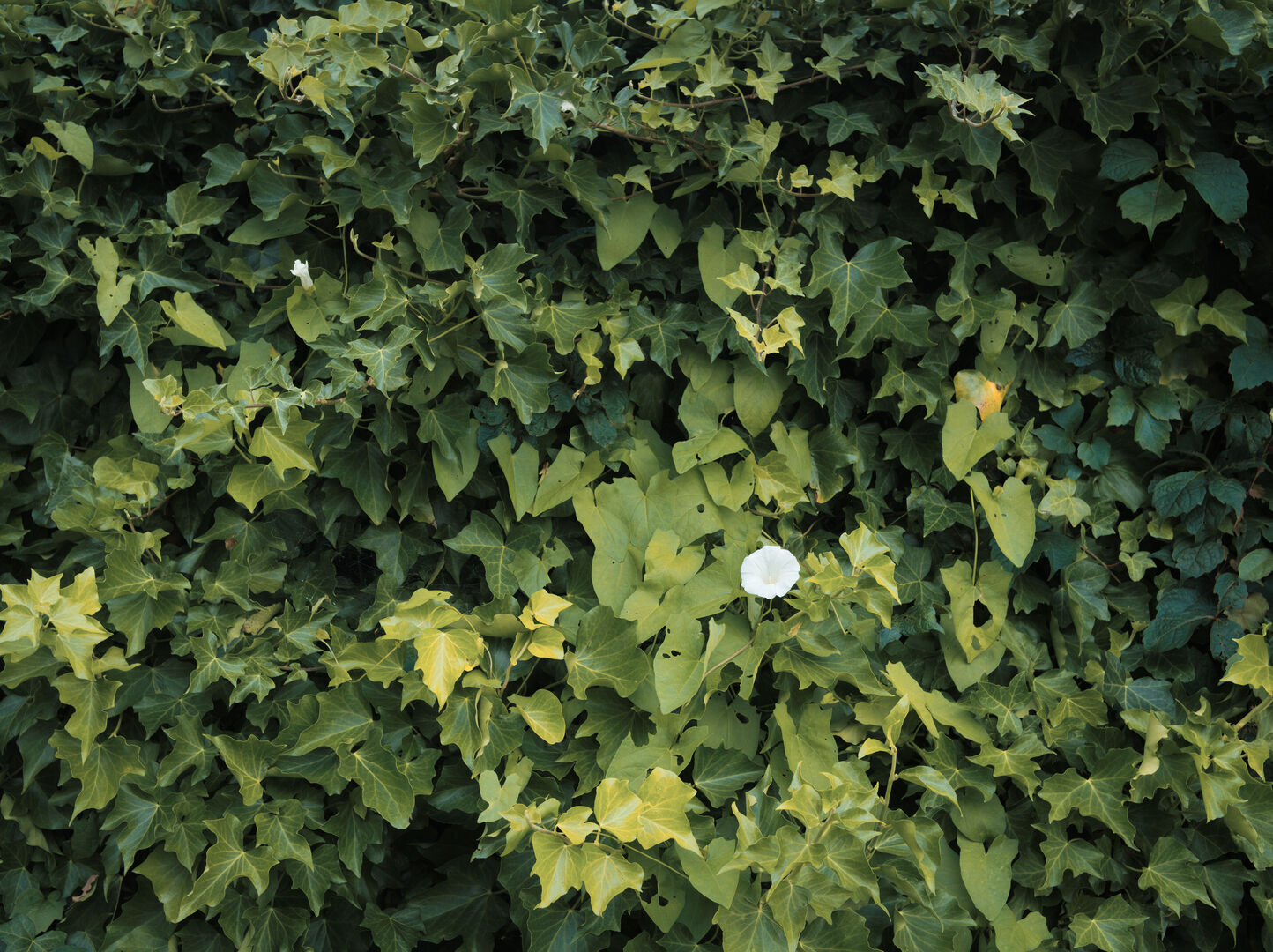 2025-07-23 Flowerwall