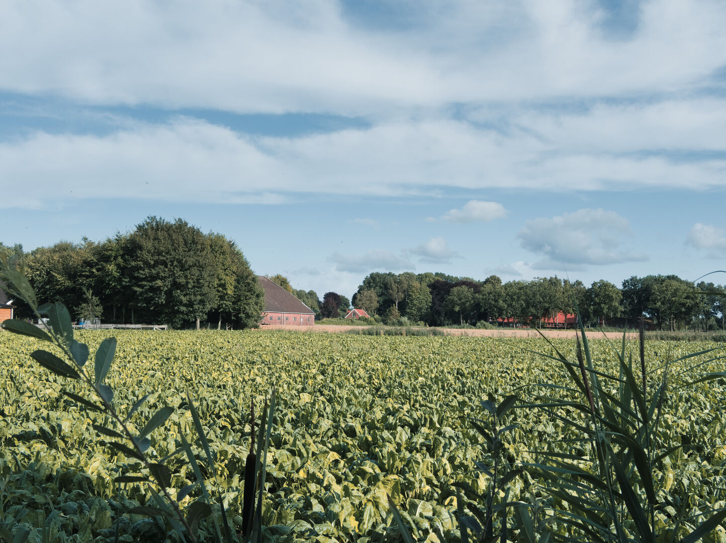 2025-07-24 Uitzicht vanuit de tuin