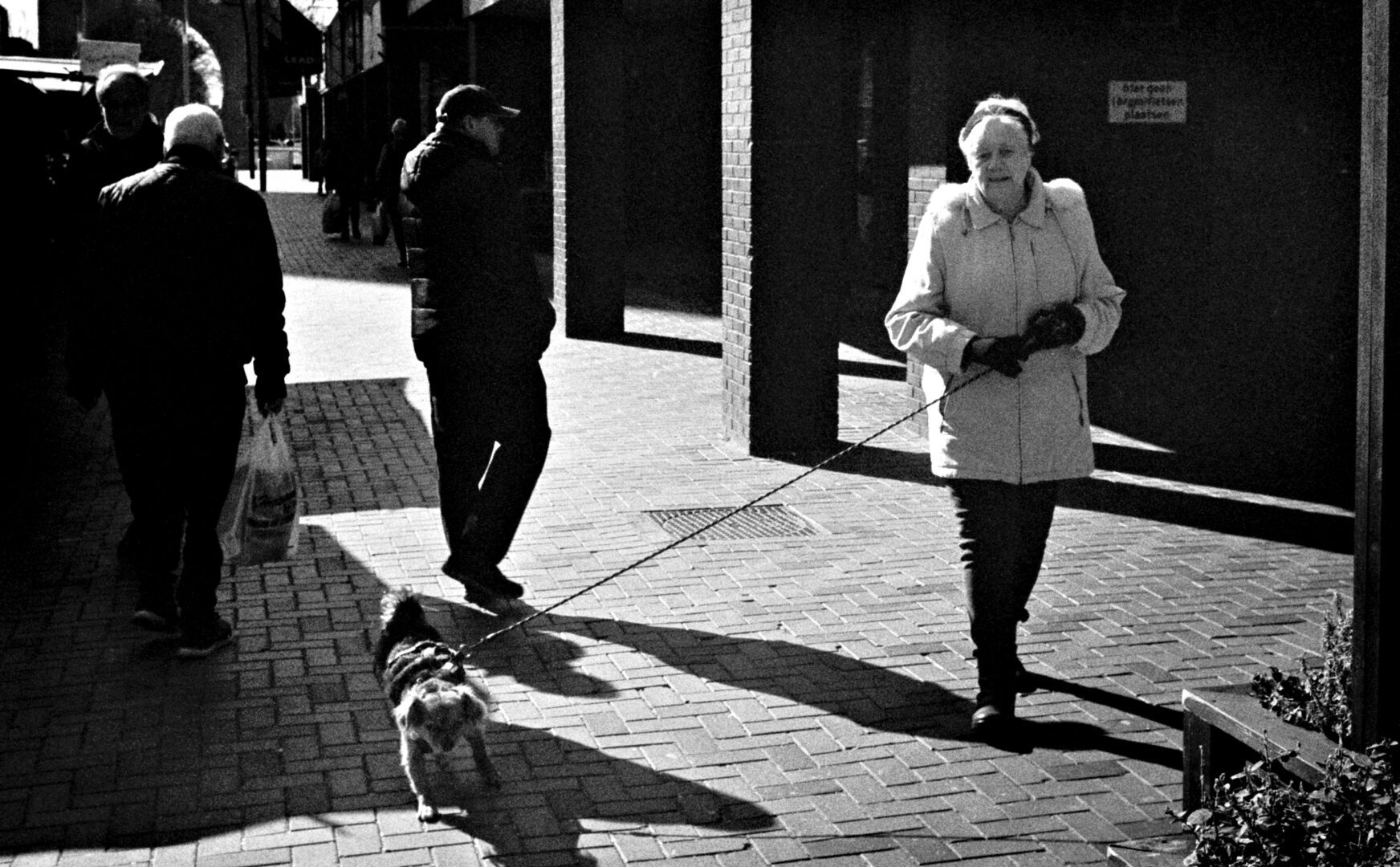 Stadskanaal Walking the dog